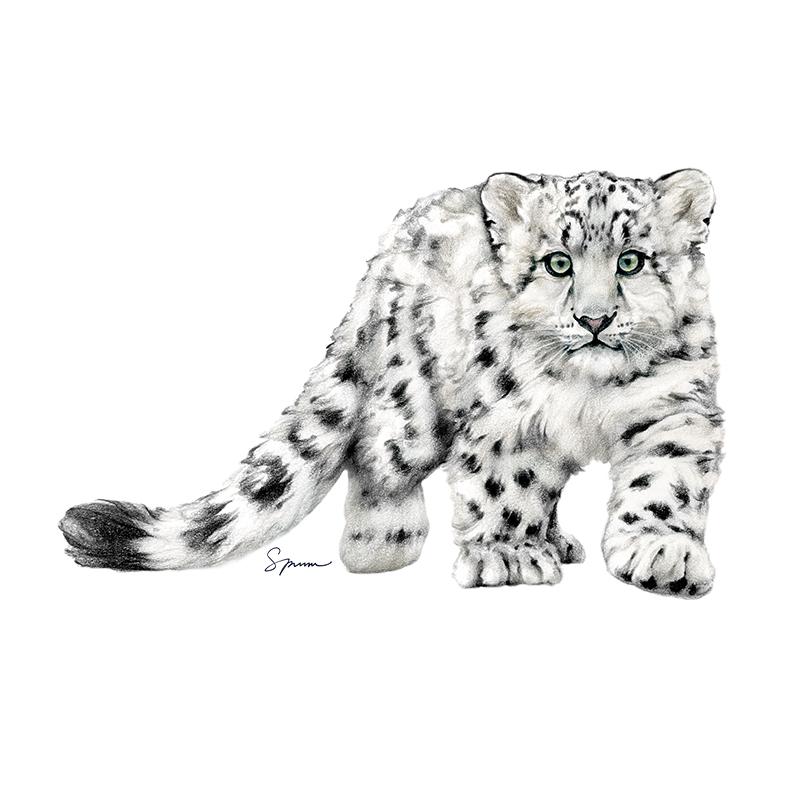 [SA-469] Snow Leopard Cub Stock Art