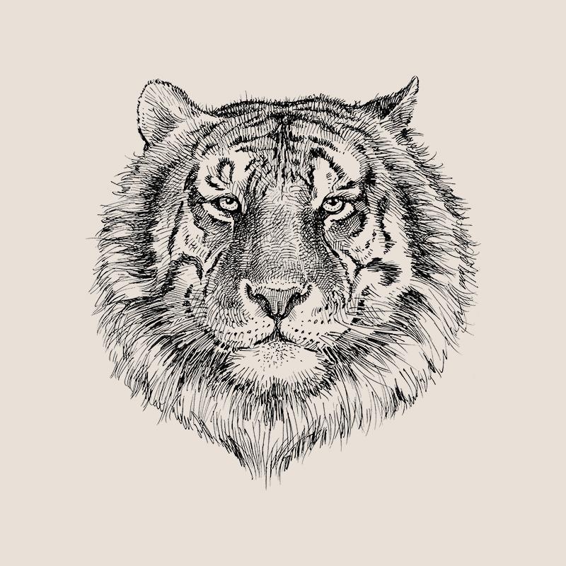 [SA-480] Tiger Portrait Sketch 1 Stock Art*