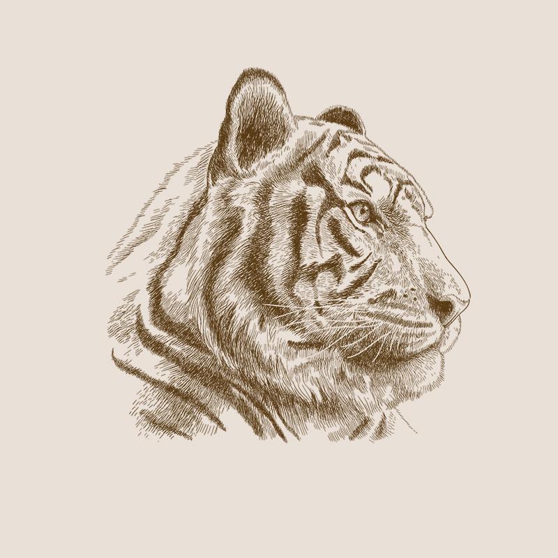 [SA-481] Tiger Portrait Sketch 2 Stock Art*