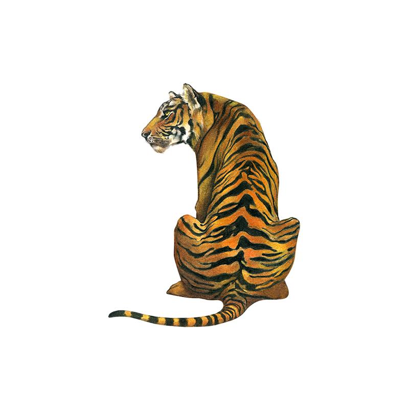 [SA-483] Tiger Back Stock Art
