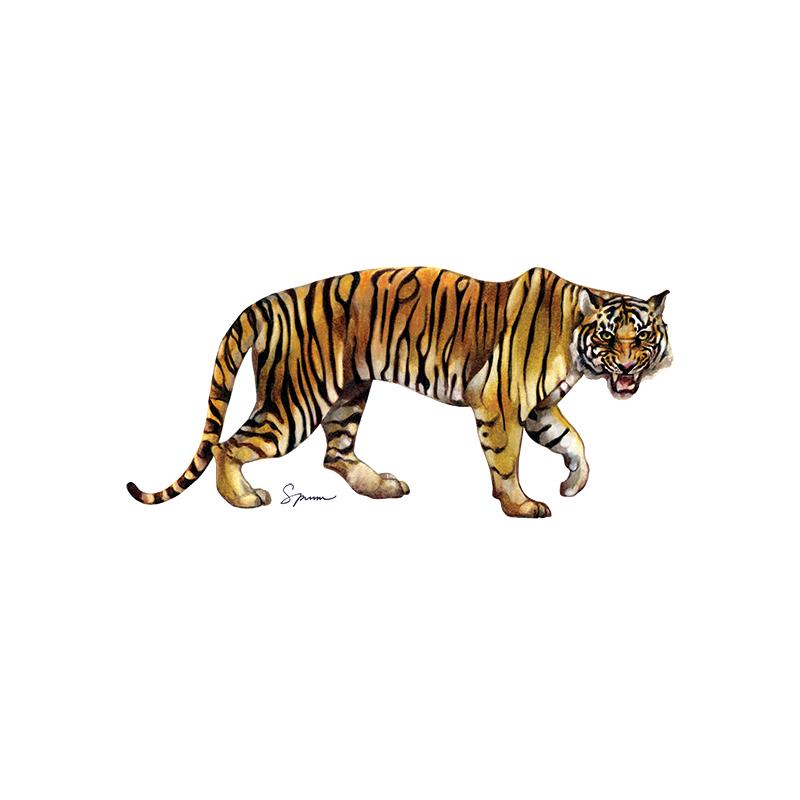 [SA-484] Tiger Bengal 1 Stock Art