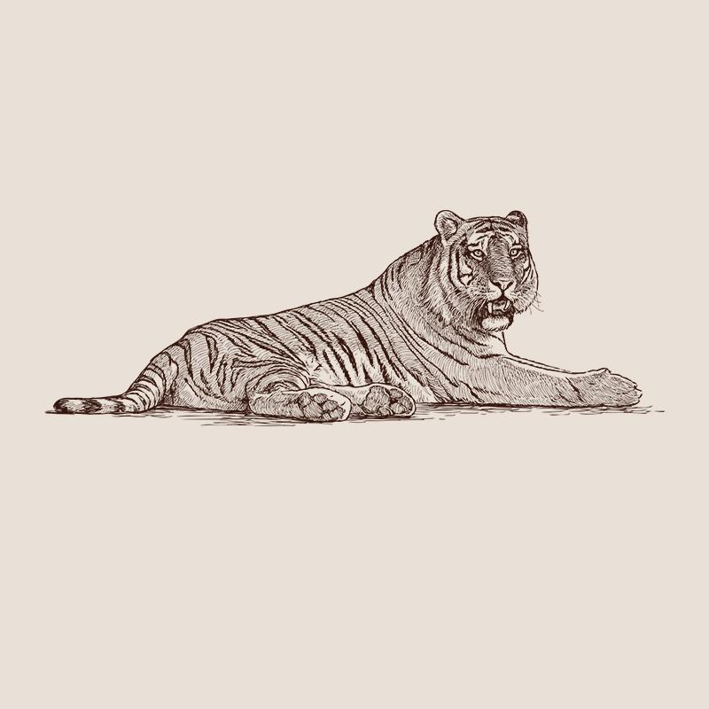 [SA-485] Tiger Sketch Stock Art*
