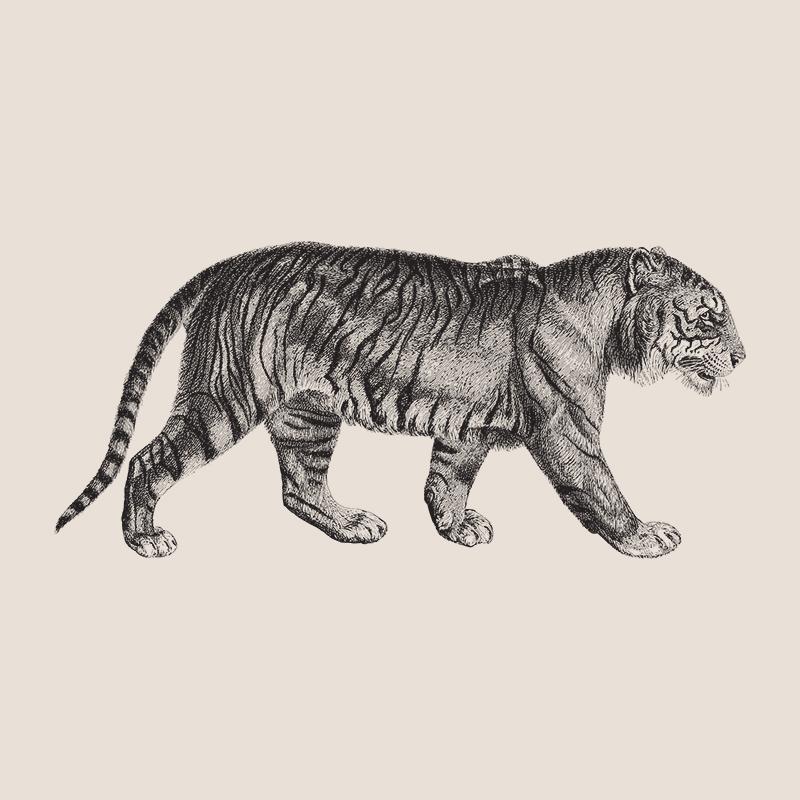 [SA-486] Vintage Tiger 1 Stock Art*