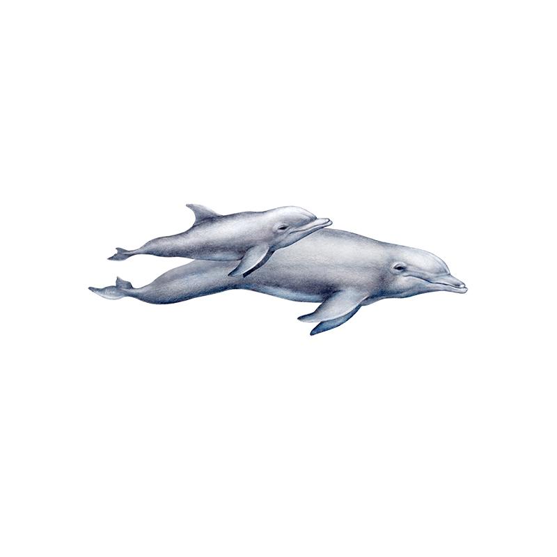 [SA-500] Bottlenose Dolphin Duo Stock Art