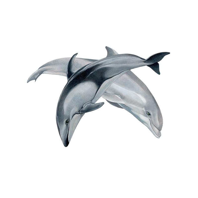 [SA-501] Pacific Dolphin Duo Stock Art