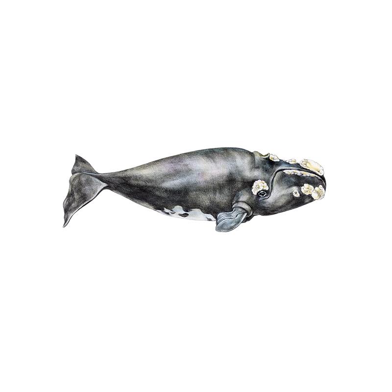 [SA-502] Right Whale Stock Art