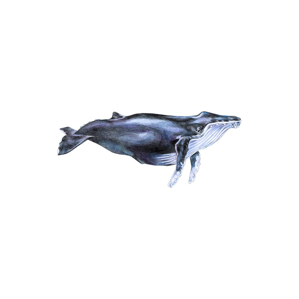 [503-MGL] Humpback Whale Laser Magnet