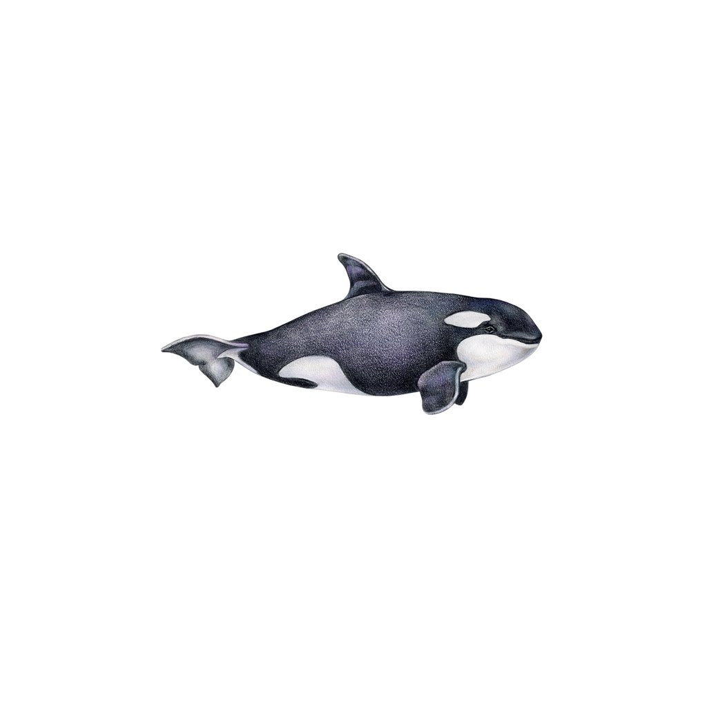 [507-MGL] Orca Laser Magnet