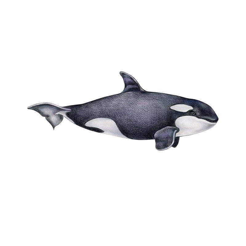 [SA-507] Orca Stock Art