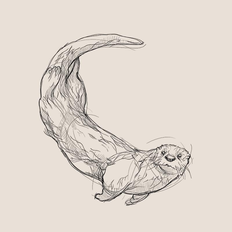 [SA-518] American River Otter Sketch Stock Art