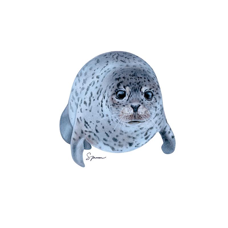 [SA-522] Spotted Seal Stock Art