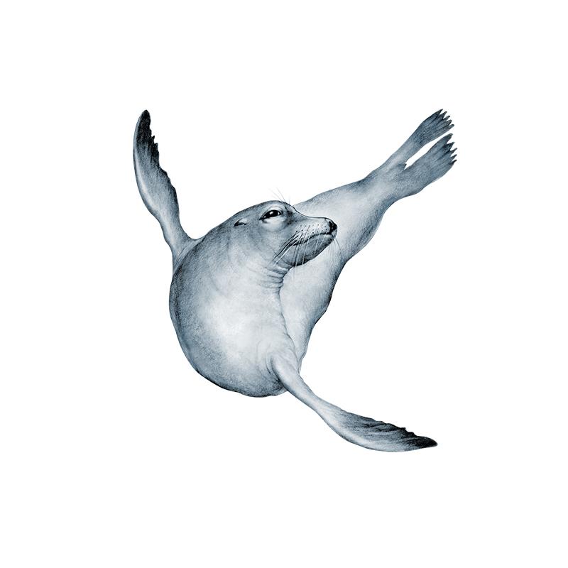 [SA-525] Sea Lion Stock Art