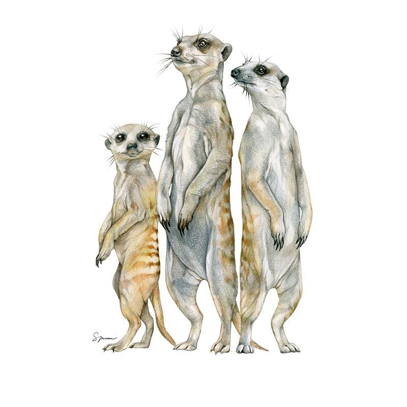 [SA-535] Meerkat Family Stock Art