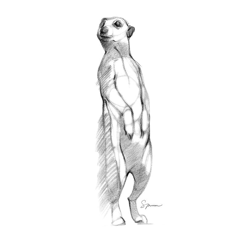 [SA-536] Meerkat Sketch Stock Art