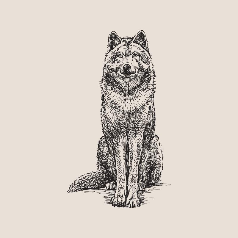 [SA-548] Red Wolf Sketch Stock Art*