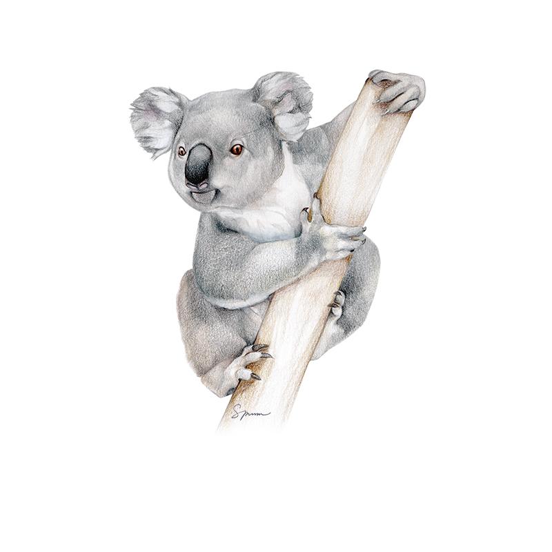[SA-550] Koala Stock Art