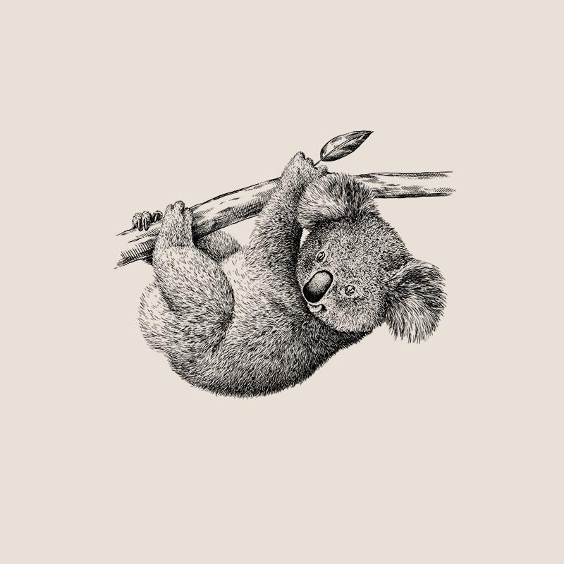 [SA-551] Koala Sketch Stock Art*