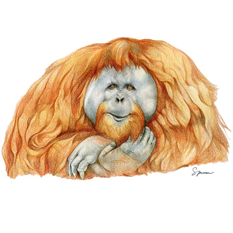 [SA-565] Orangutan Stock Art