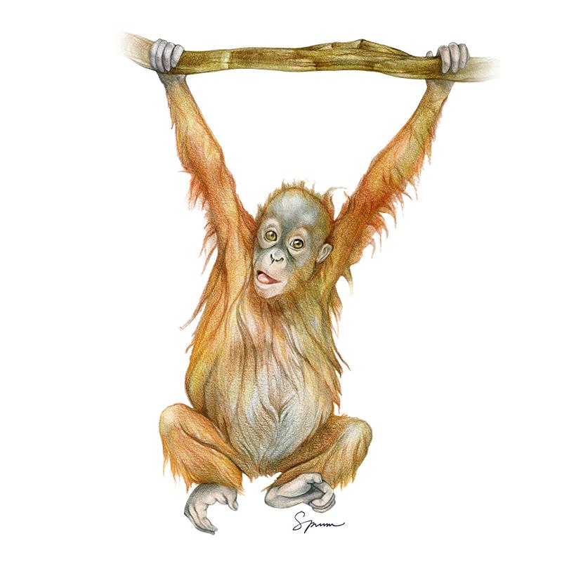 [SA-566] Orangutan Babe Stock Art
