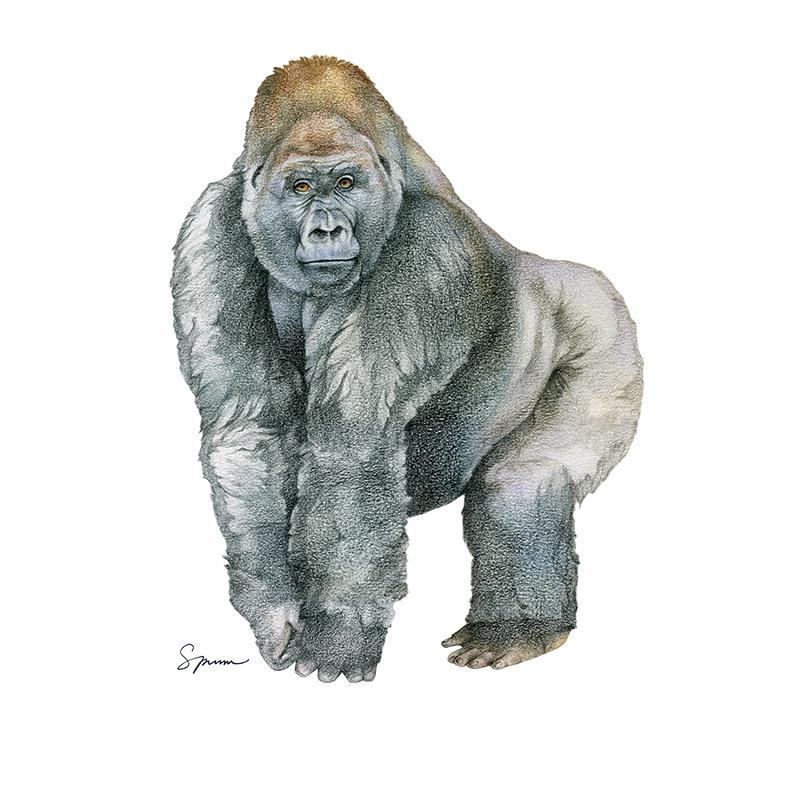 [SA-572] Lowland Gorilla Silverback Stock Art