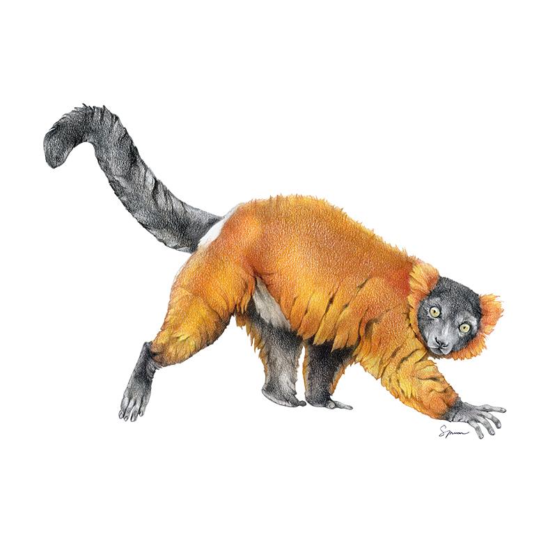 [SA-585] Red Ruff Lemur Stock Art