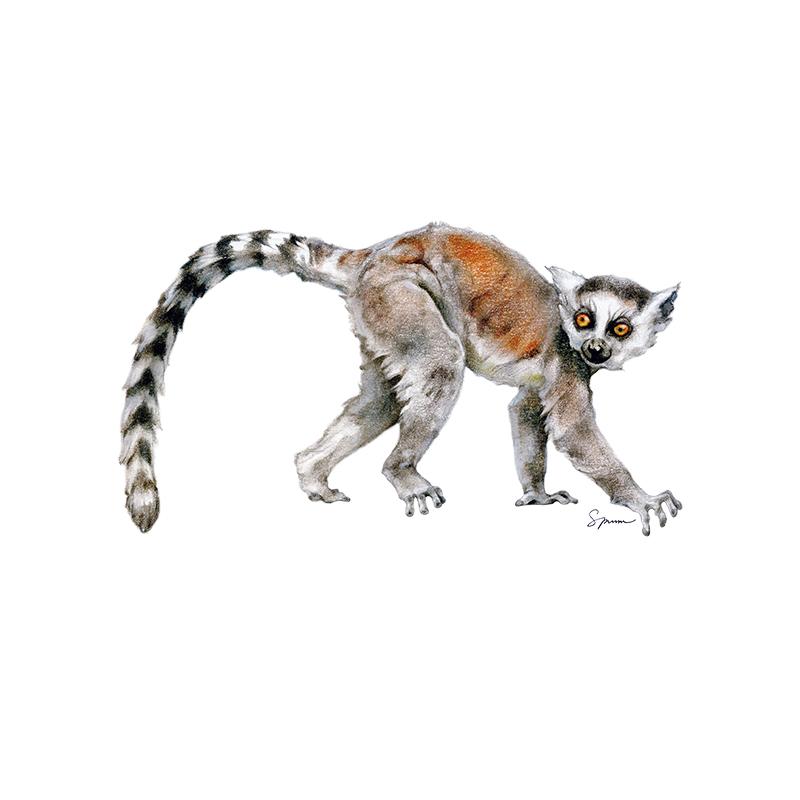 [SA-588] Ring Tail Lemur Babe Stock Art