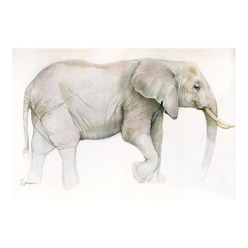 [SA-600] African Elephant Sketch Stock Art