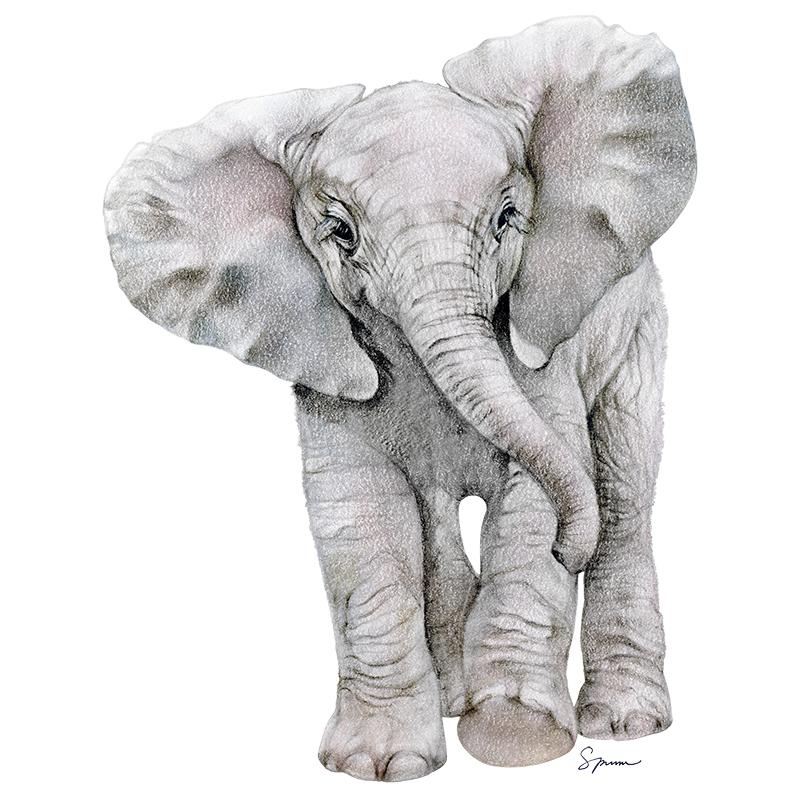 [SA-601] African Elephant Calf Stock Art