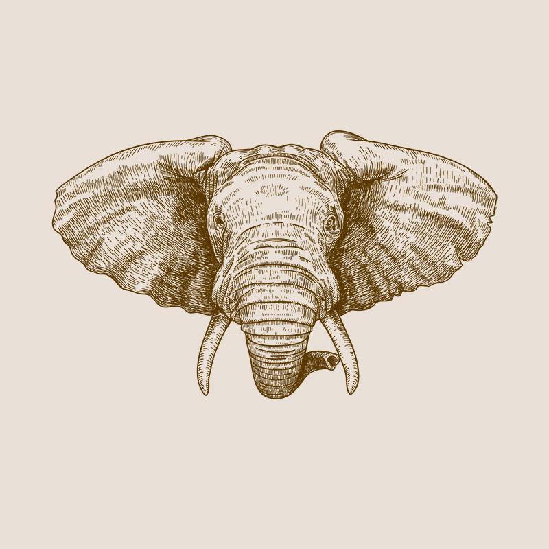 [SA-604] African Elephant Portrait Sketch Stock Art*
