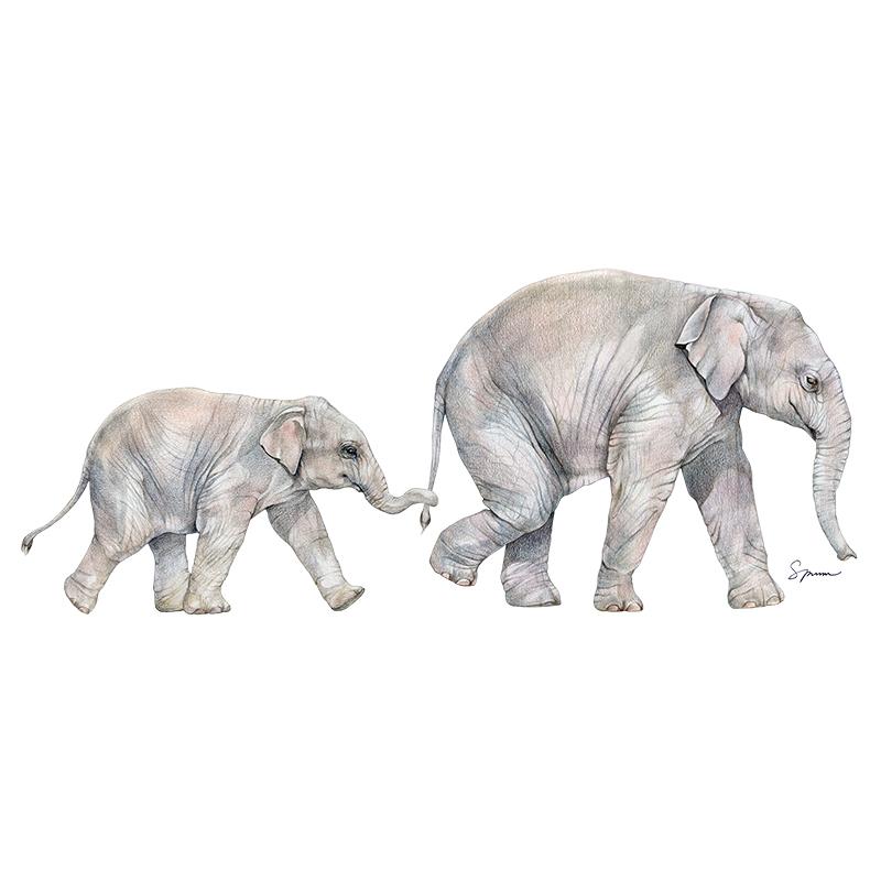[SA-605] Asian Elephant Siblings Stock Art