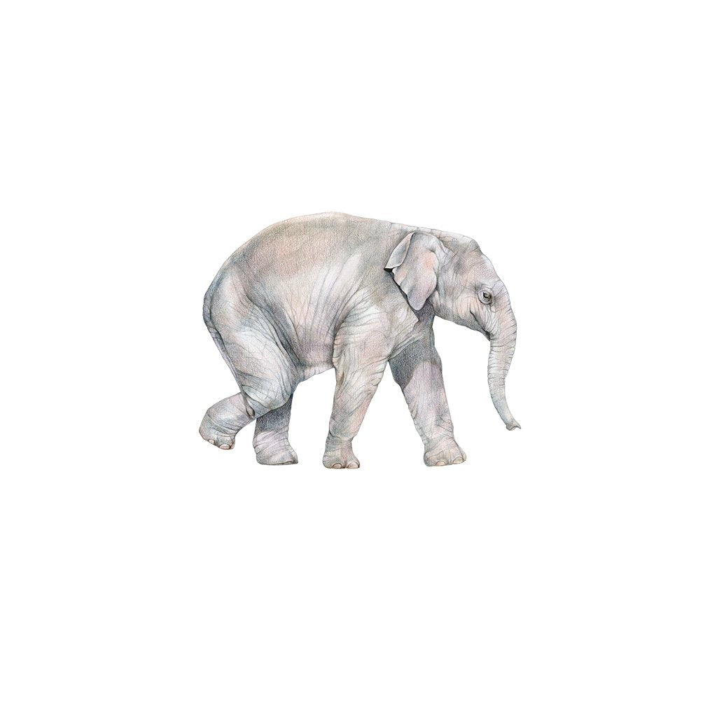 [606-MGL] Asian Elephant Calf Laser Magnet