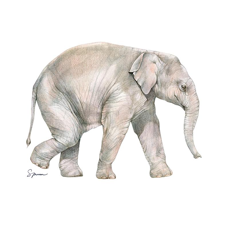 [SA-606] Asian Elephant Calf Stock Art