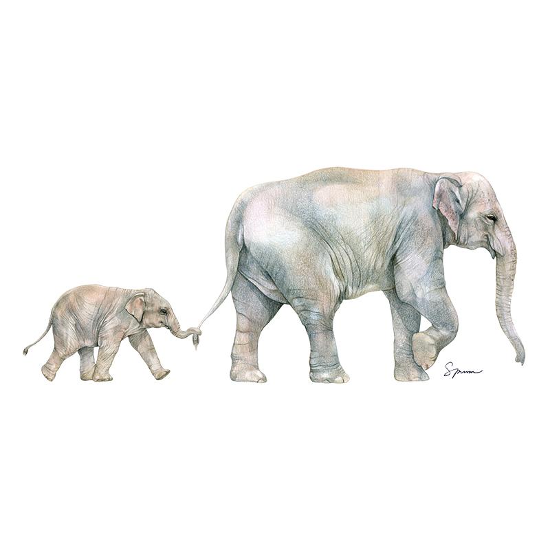 [SA-607] Asian Elephant Duo Stock Art