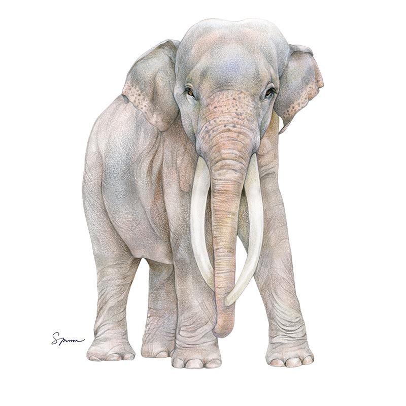 [SA-608] Asian Elephant Bull Stock Art