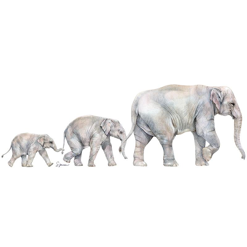[SA-609] Asian Elephant Family Stock Art