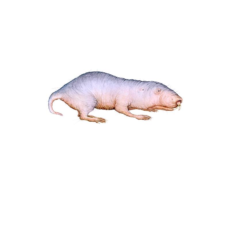 [SA-620] Naked Mole Rat Stock Art