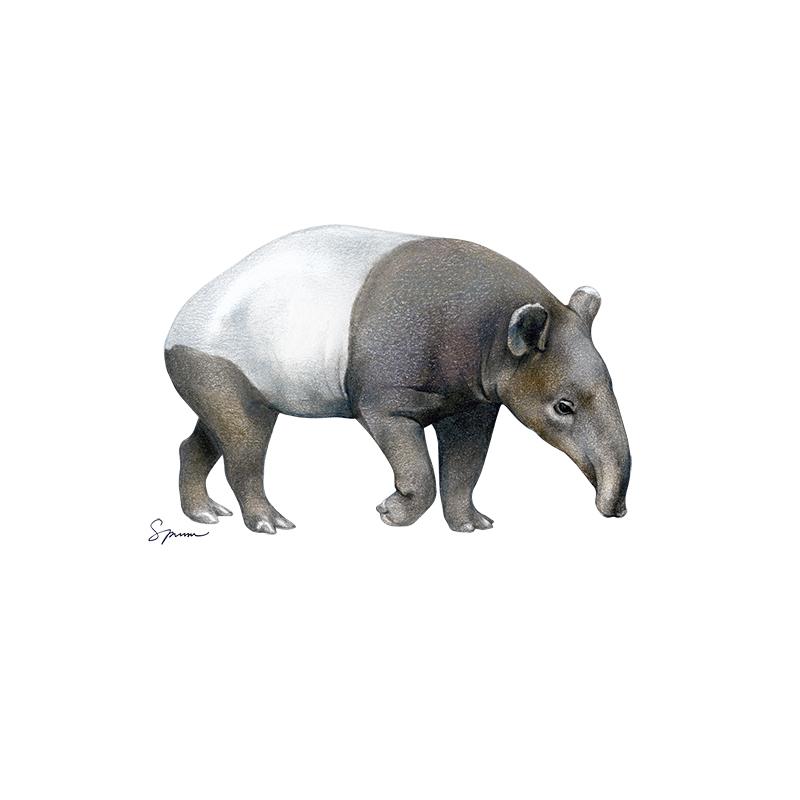 [SA-633] Asian Tapir Stock Art