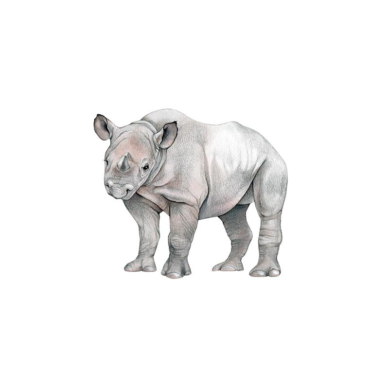 [SA-636] Black Rhino Calf Stock Art