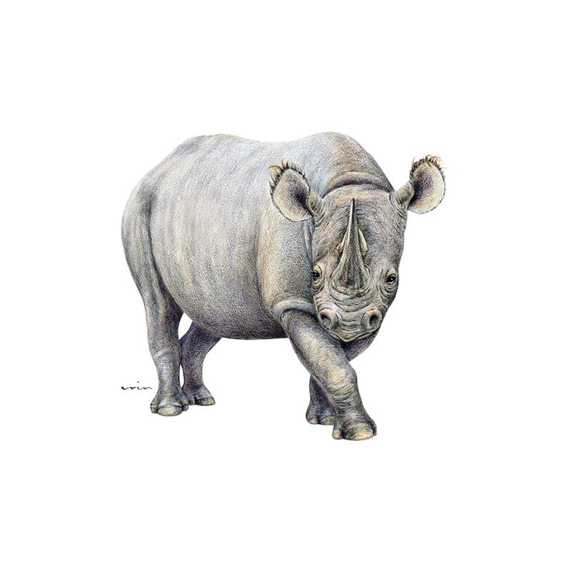 [SA-637] Black Rhino Stock Art