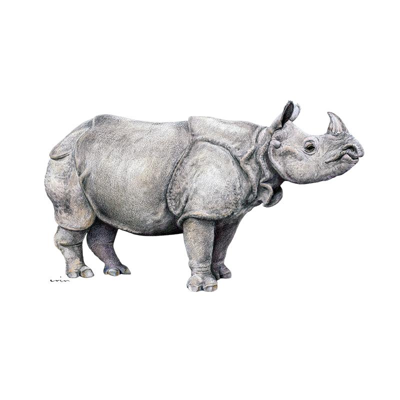 [SA-639] Indian Rhino Stock Art