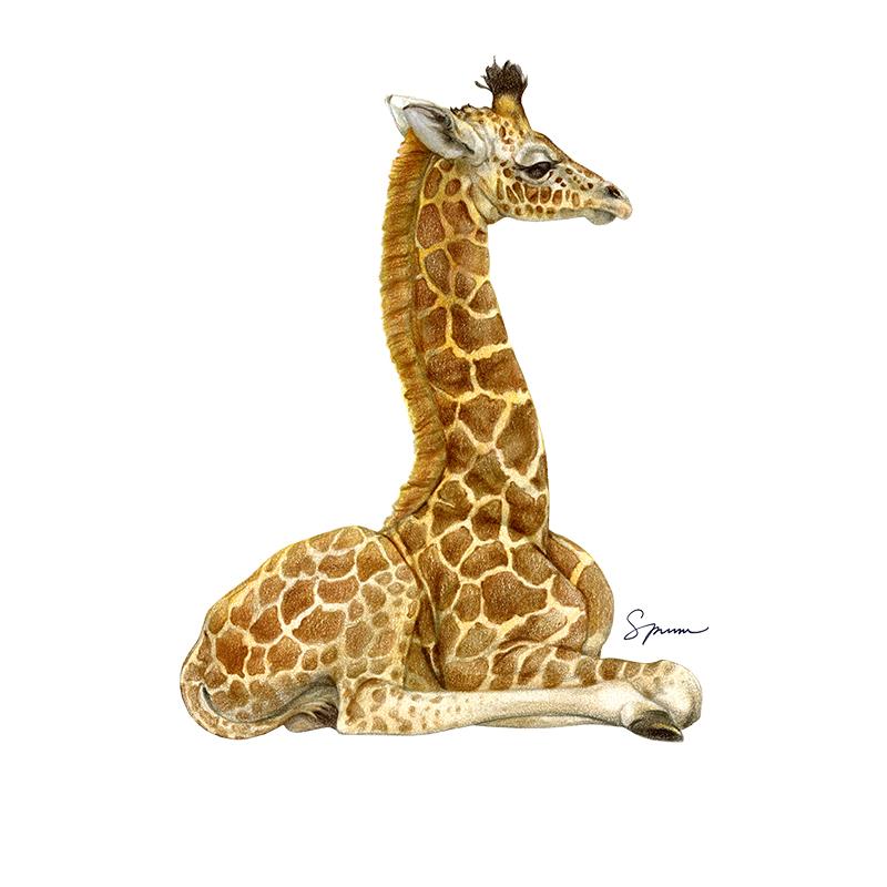 [SA-651] Giraffe Calf 1 Stock Art