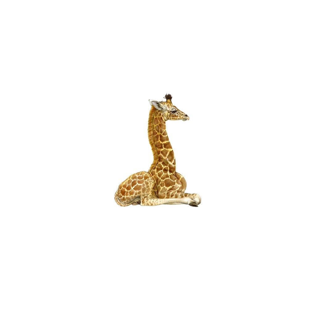 [651-MGL] Giraffe Calf Laser Magnet