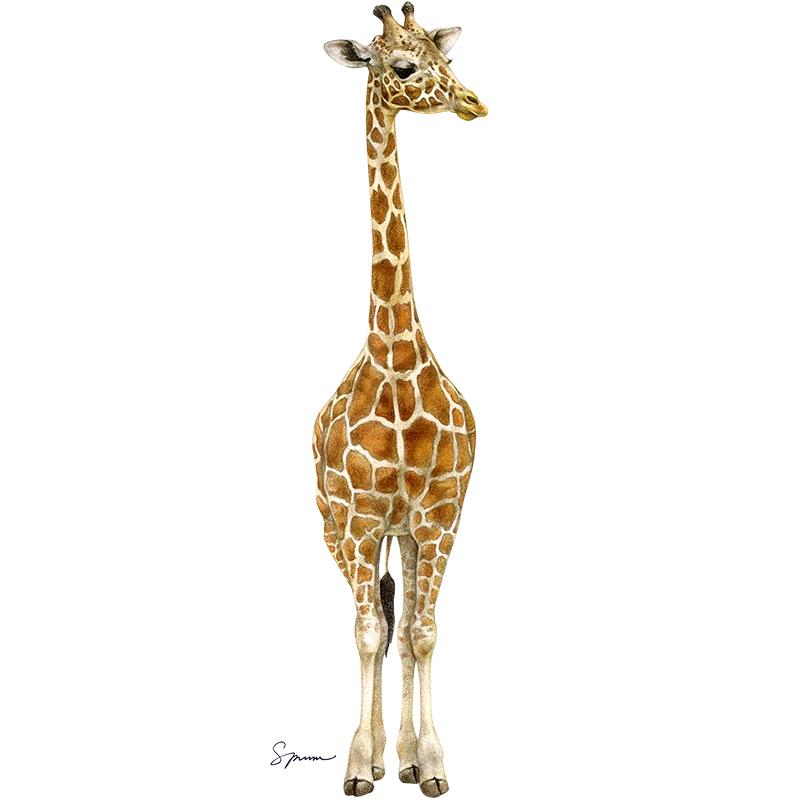 [SA-652] Giraffe Calf 2 Stock Art