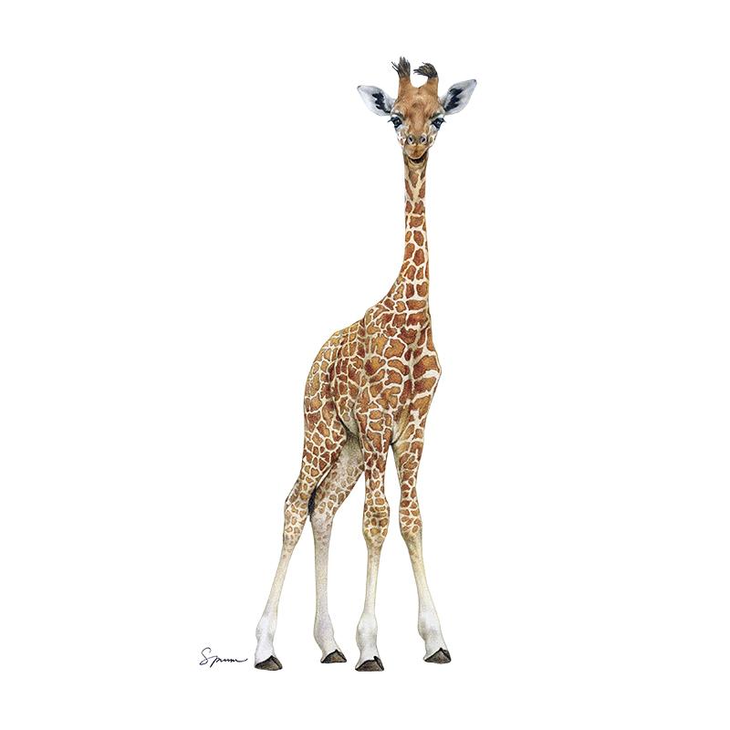 [SA-653] Giraffe Calf 3 Stock Art