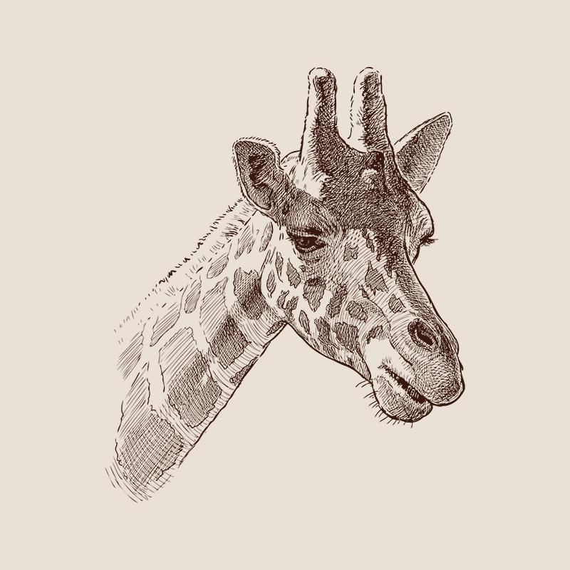 [SA-653] Giraffe Portrait Sketch Stock Art*