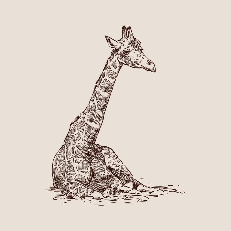 [SA-654] Giraffe Sitting Sketch Stock Art*