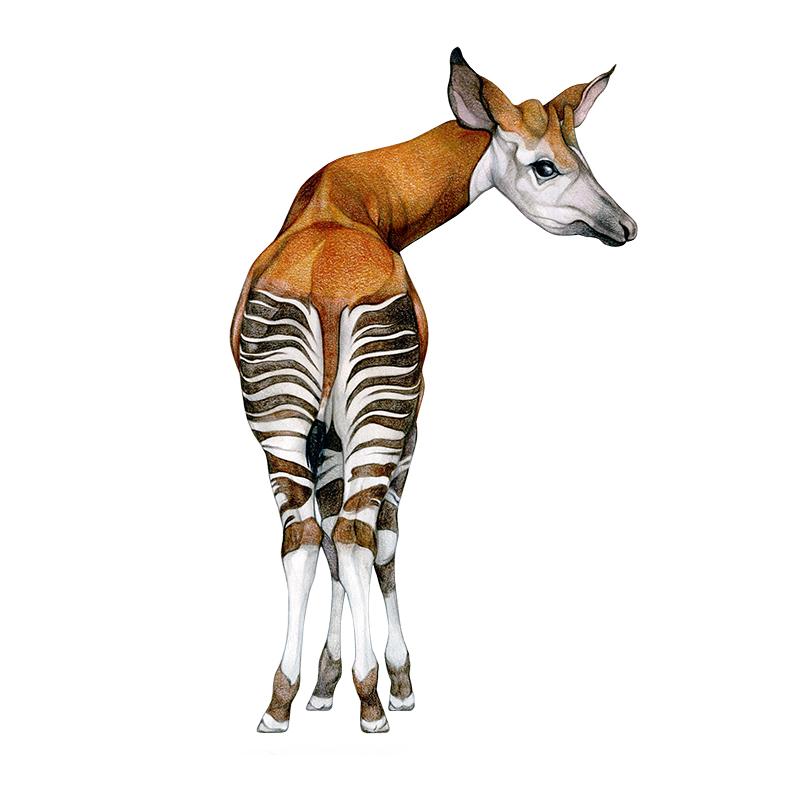 [SA-660] Okapi Stock Art