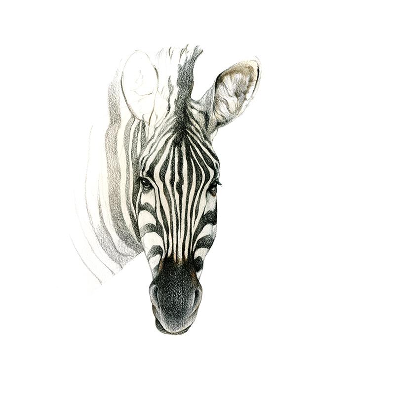 [SA-664] Zebra Portrait Stock Art