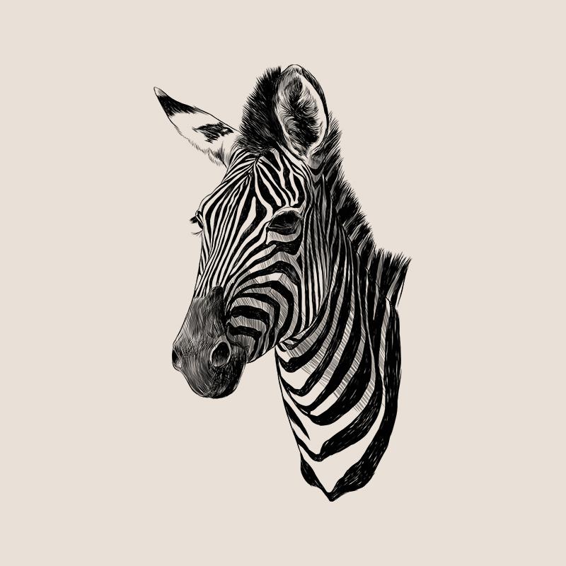 [SA-675] Zebra Portrait 1 Sketch Stock Art*