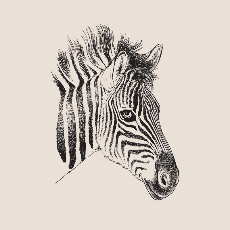[SA-676] Zebra Portrait 2 Sketch Stock Art*